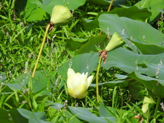 Nelumbo lutea