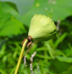 Nelumbo lutea
