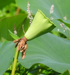 Nelumbo lutea