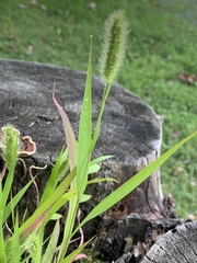 Setaria viridis
