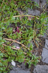 Portulaca oleracea
