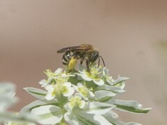 Melissodes comptoides