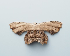 Calledapteryx dryopterata