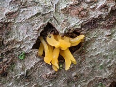 Calocera cornea