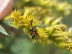 Microrhopala vittata