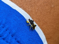 Phymata pennsylvanica