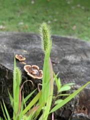 Setaria viridis