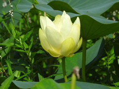 Nelumbo lutea