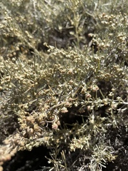 Artemisia californica
