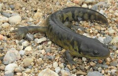 Ambystoma mavortium