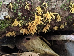 Calocera cornea