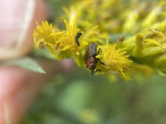 Microrhopala vittata