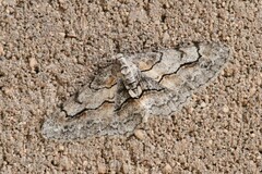 Stenoporpia pulmonaria