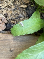 Hentzia mitrata