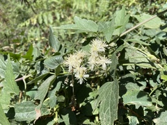Clematis ligusticifolia
