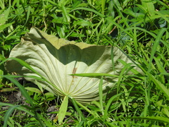 Nelumbo lutea