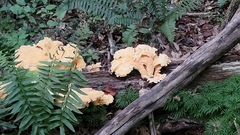 Cantharellus lateritius