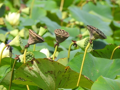 Nelumbo lutea