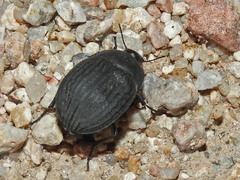 Eusattus reticulatus