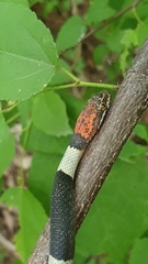 Pseudoleptodeira latifasciata