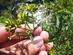 Asteromyia euthamiae