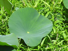Nelumbo lutea