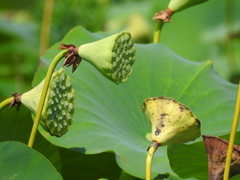Nelumbo lutea