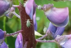 Macrosiphum albifrons