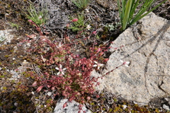 Micranthes bryophora