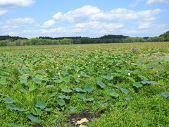 Nelumbo lutea