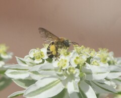 Melissodes comptoides