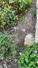 Sixalix atropurpurea