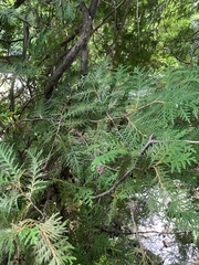 Thuja occidentalis