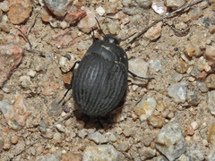Eusattus reticulatus