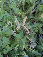 Oxalis dillenii