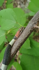 Pseudoleptodeira latifasciata