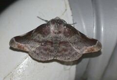 Oenochroma turneri