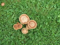 Psathyrella bipellis