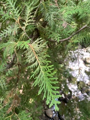 Thuja occidentalis