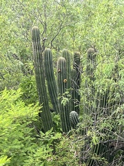 Pachycereus pecten-aboriginum