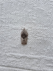 Isotenes miserana