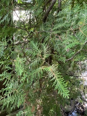 Thuja occidentalis