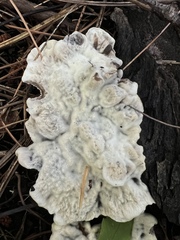 Laetiporus sulphureus