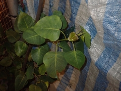 Ficus religiosa