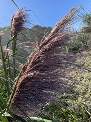 Cortaderia jubata