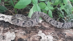 Xenodon rabdocephalus image