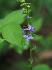 Lobelia puberula