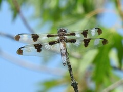 Libellula pulchella