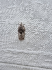 Isotenes miserana