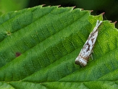Microcrambus